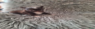 Chihuahua 1