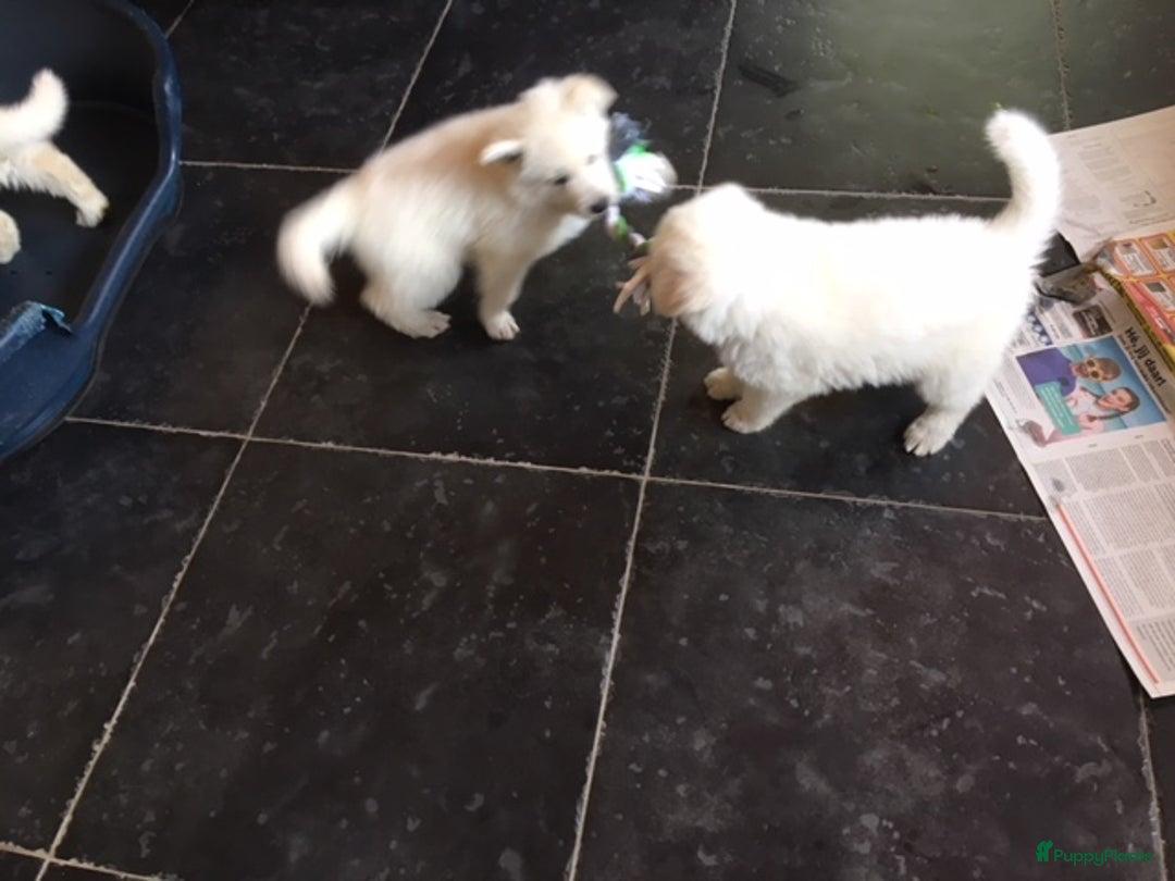 Zwitserse Witte Herdershond honden te koop: raszuivere lieve zwitserse witte herder pups in Nieuwland - Afbeelding 6