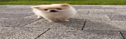 Pomeriaan honden te koop: Pomeriaan reutje - Advertentie 2