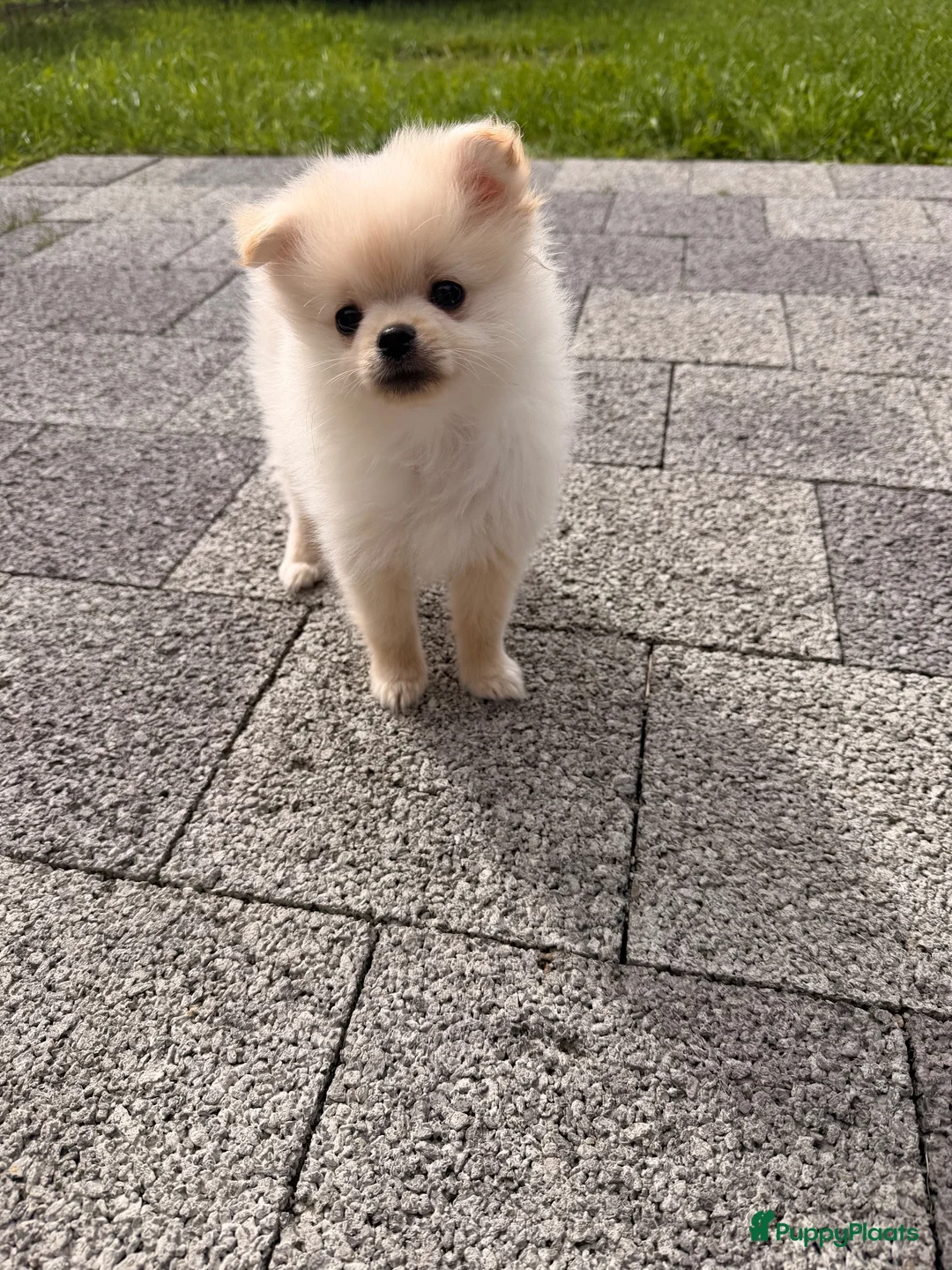 Pomeriaan honden te koop: Pomeriaan reutje - Advertentie 2