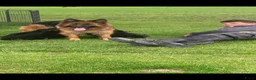 Duitse Herder honden te koop: langharige Duitse herder puppy’s met rechte rug.   - Advertentie 11