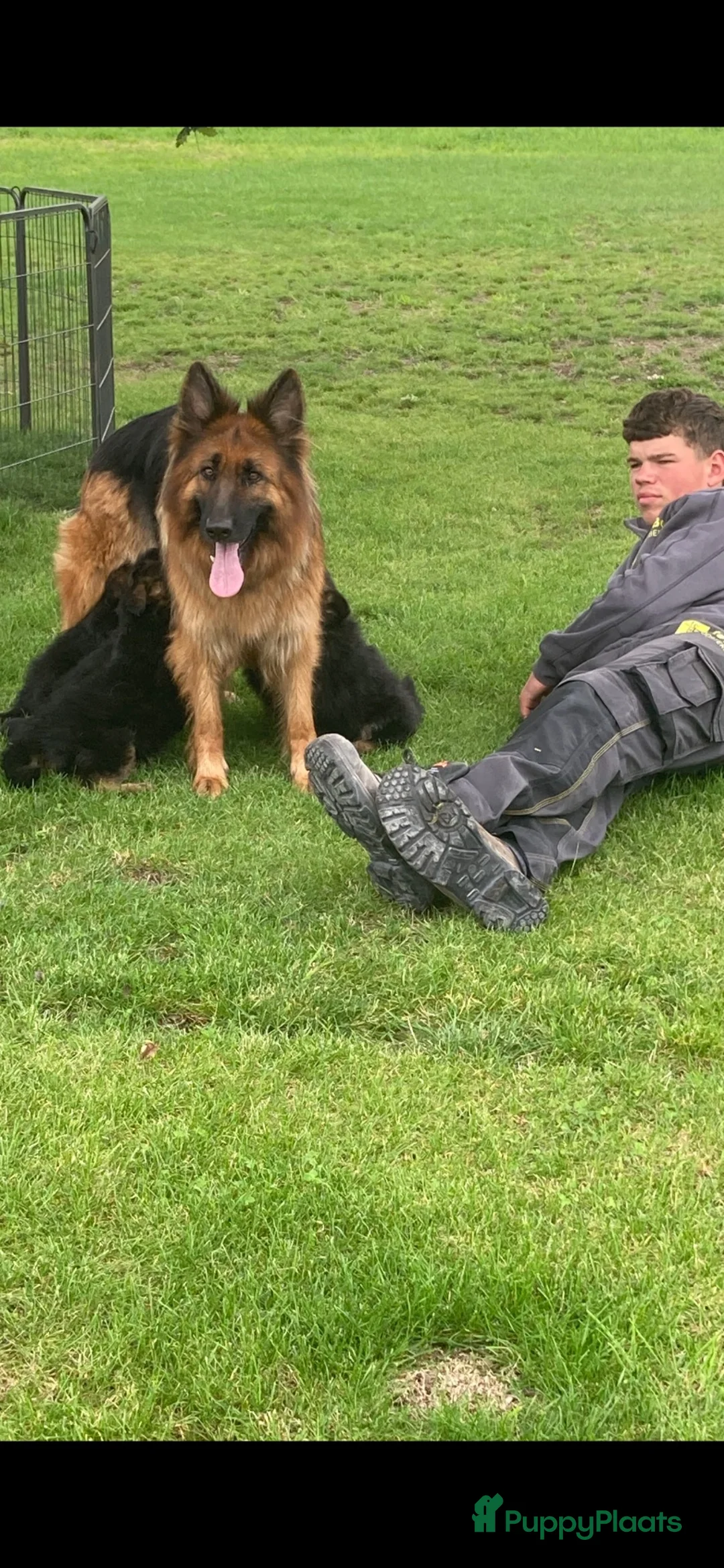 Duitse Herder honden te koop: langharige Duitse herder puppy’s met rechte rug.   - Advertentie 11