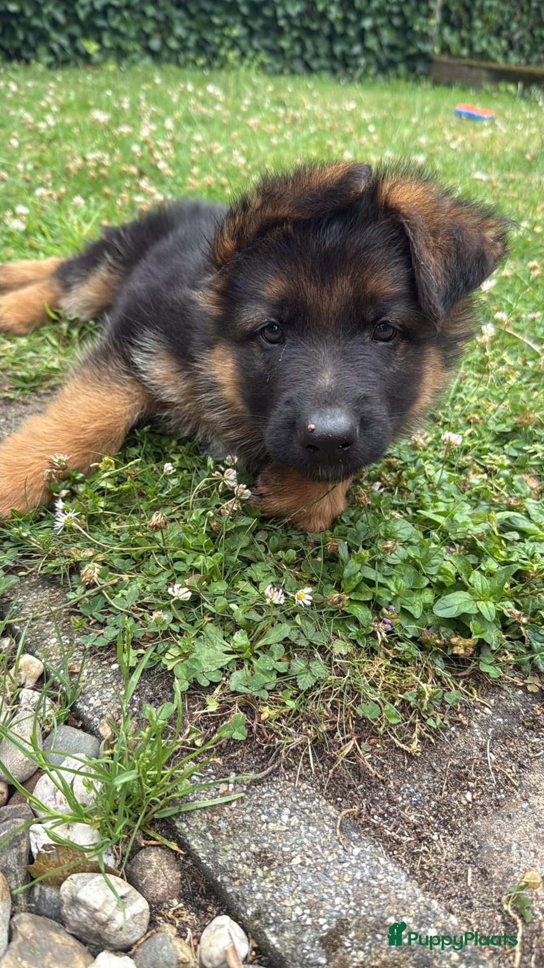 Duitse Herder honden te koop: Prachtige langharige Duitse herder met rechte rug - Afbeelding 23