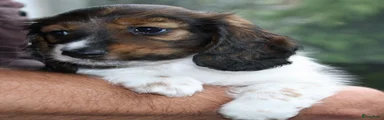 Teckel (langhaar) Puppy 1