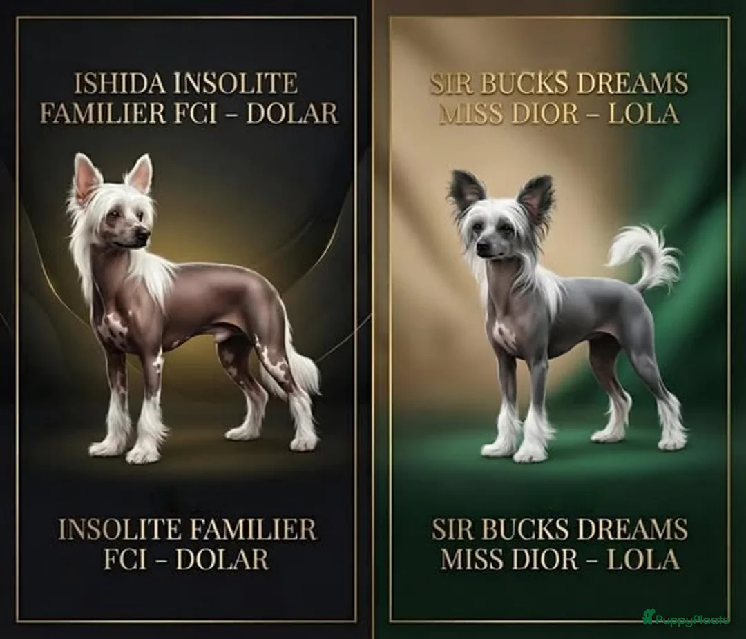 Chinese Naakthond honden te koop: Prachtige Chinese Naakthond & Powderpuff pups - Advertentie 1