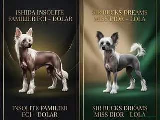 Chinese Naakthond honden Prachtige Chinese Naakthond & Powderpuff pups - Advertentie 18