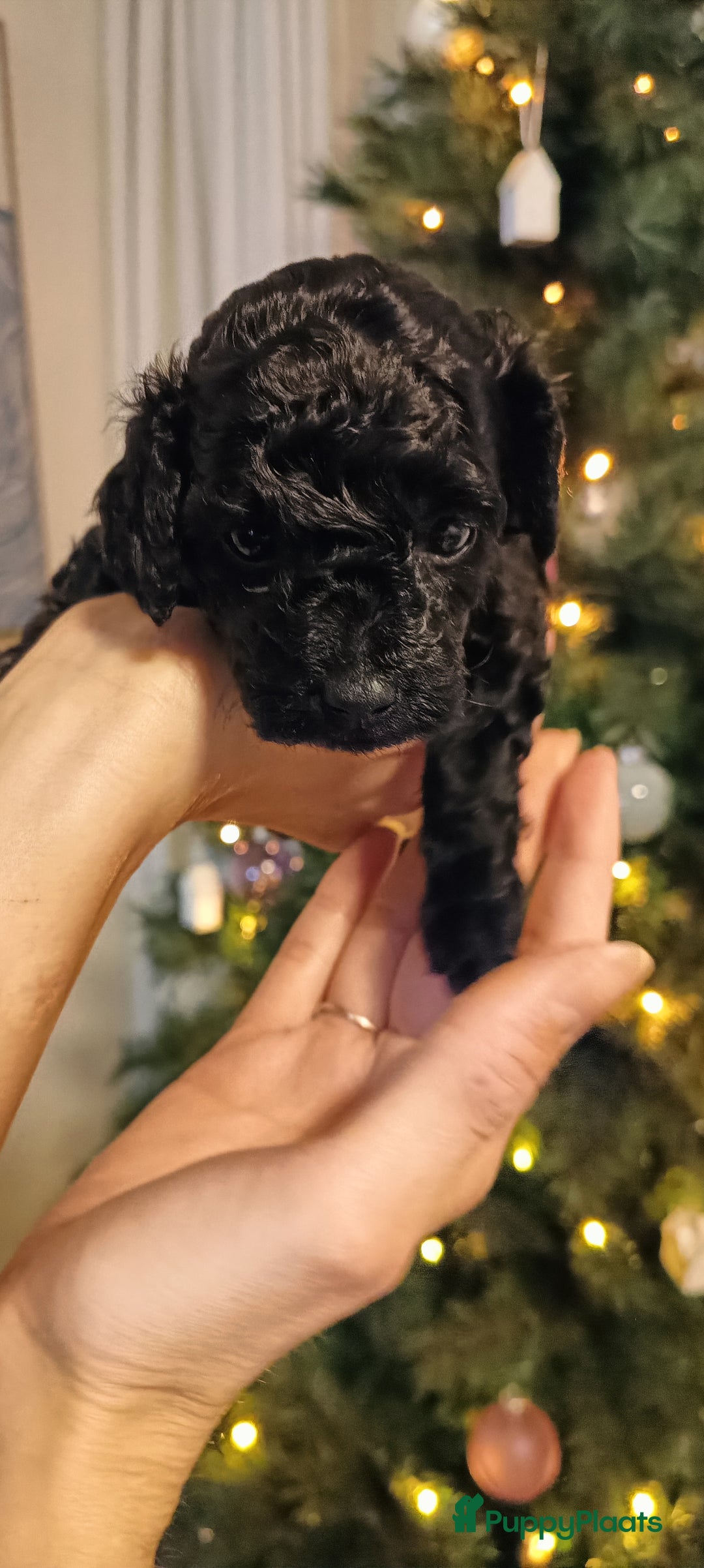Poedel Toy honden te koop: Toy Poodle puppies - Advertentie 8