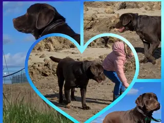 Kruising honden Prachtige F1 Borador pups van Stamboom ouders - Advertentie 2