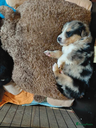 Galerij afbeelding {{count}}