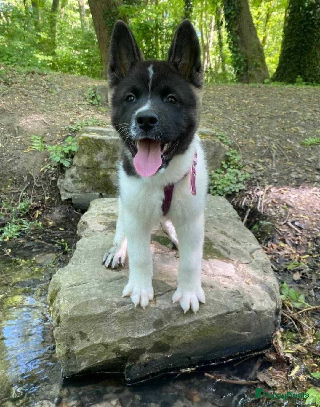 American Akita honden te koop: Prachtige American Akita Pups - Advertentie 2
