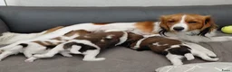 Kooikerhondje honden te koop: Kooikerpup te koop - Advertentie 4