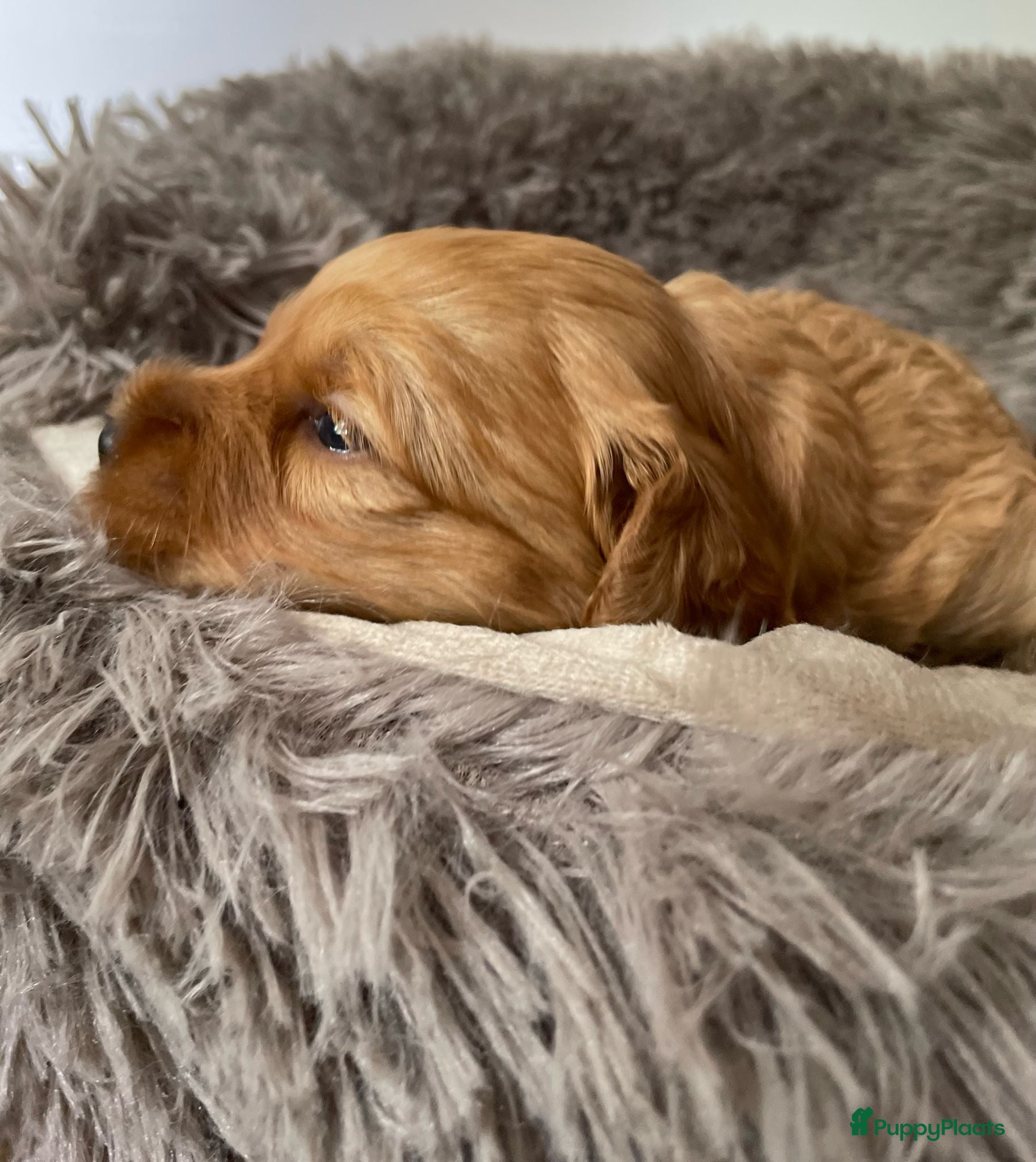 Australian Labradoodle honden te koop: Nestje Australian Labradoodles mini - Advertentie 3