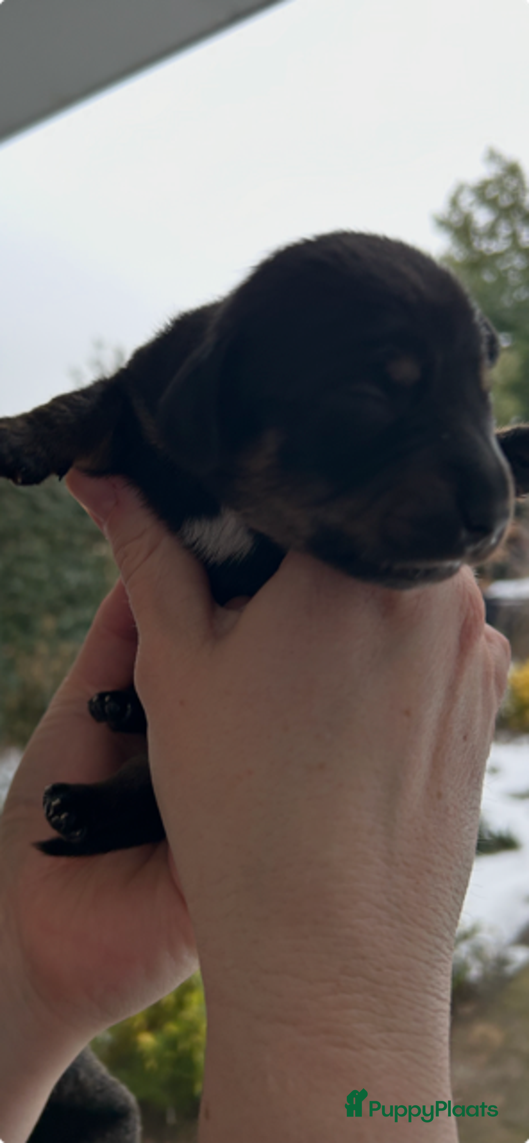 Teckel (korthaar)  honden te koop: Dwerg Teckel pups 2-1 geboren NOG 2 BESCHRIKBAAR - Advertentie 6