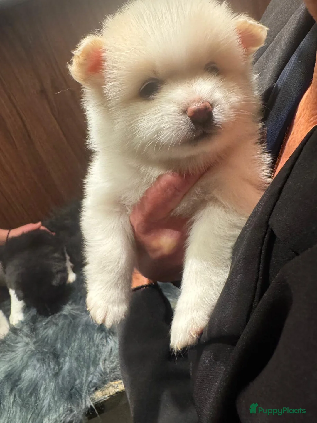 Kruising honden te koop: Teddy dog mini Chow Chow  - Advertentie 20