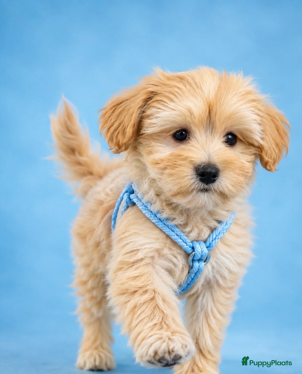Maltipoo honden Schattige gezonde maltipoo pups - Advertentie 4