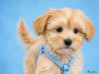 Maltipoo honden Schattige gezonde maltipoo pups - Advertentie 4