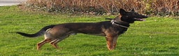 Mechelse Herder honden ter dekking: Max dekreu in Tiel - Advertentie 5