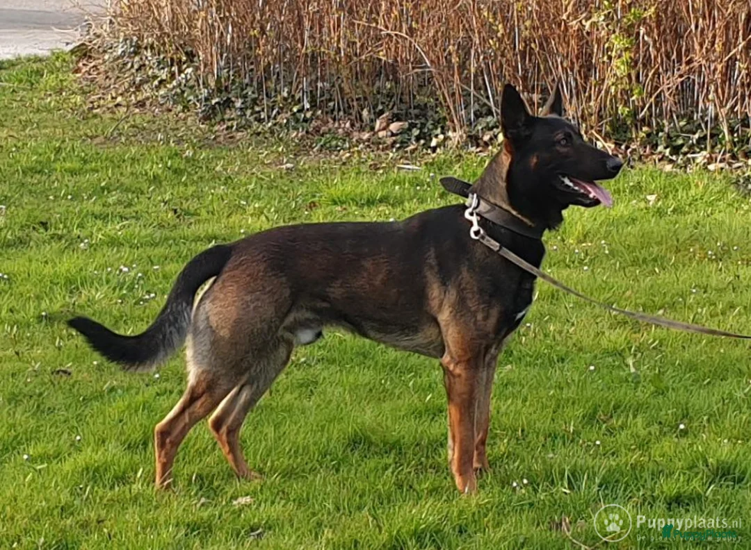 Mechelse Herder honden ter dekking: Max dekreu in Tiel - Advertentie 5