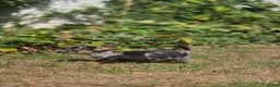 Dwergteckel honden te koop: Prachtige dwergteckel pups  - Advertentie 7