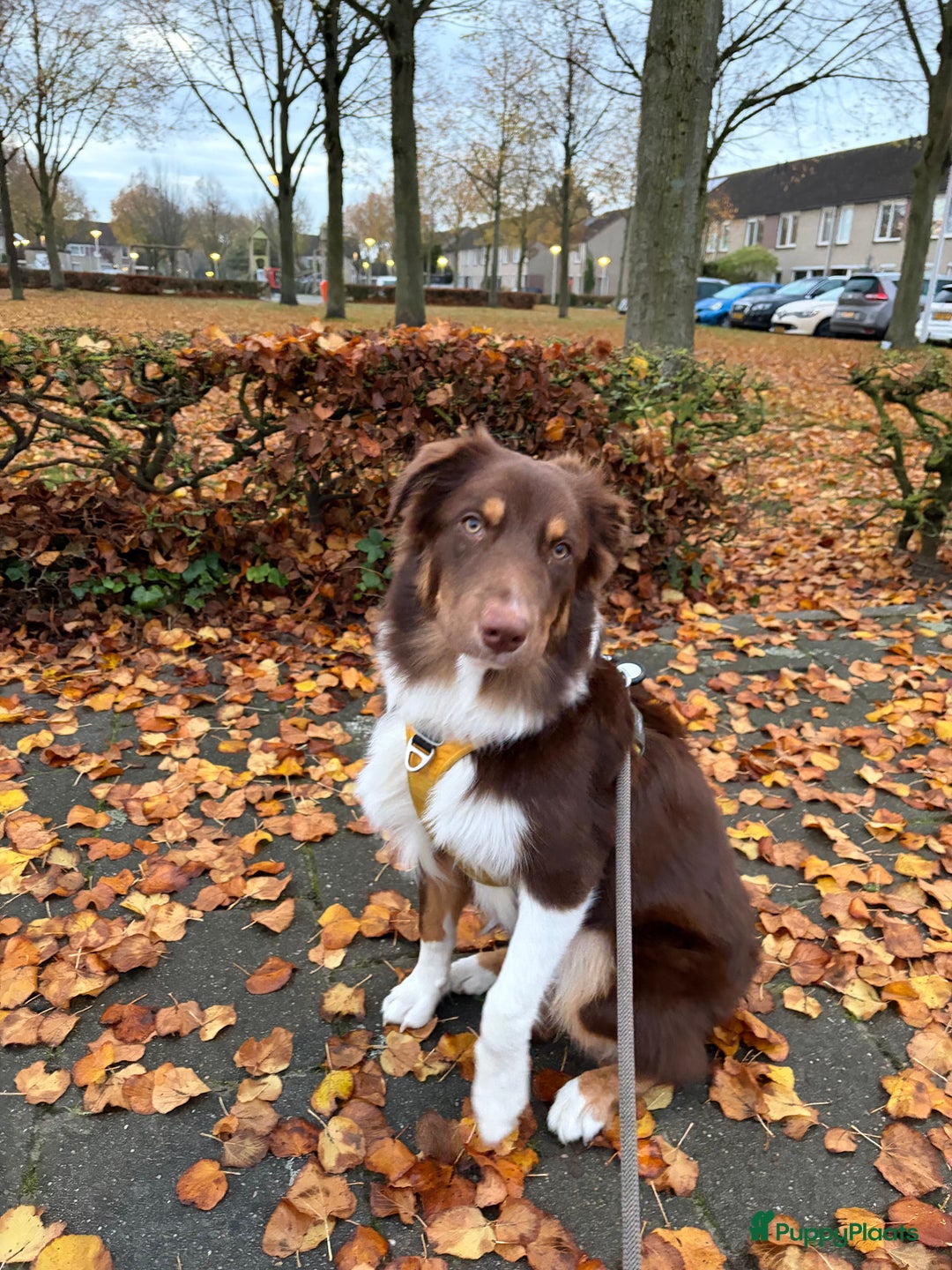 Australian Shepherd honden te koop: Australian Shepherd Bobbi - Advertentie 6