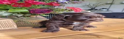 Australian Labradoodle honden te koop: Australian labradoodle pup! - Advertentie 12