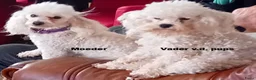 Poedel Toy honden te koop: Poedel reutje, afkomstig uit geteste ouderdieren. - Advertentie 3