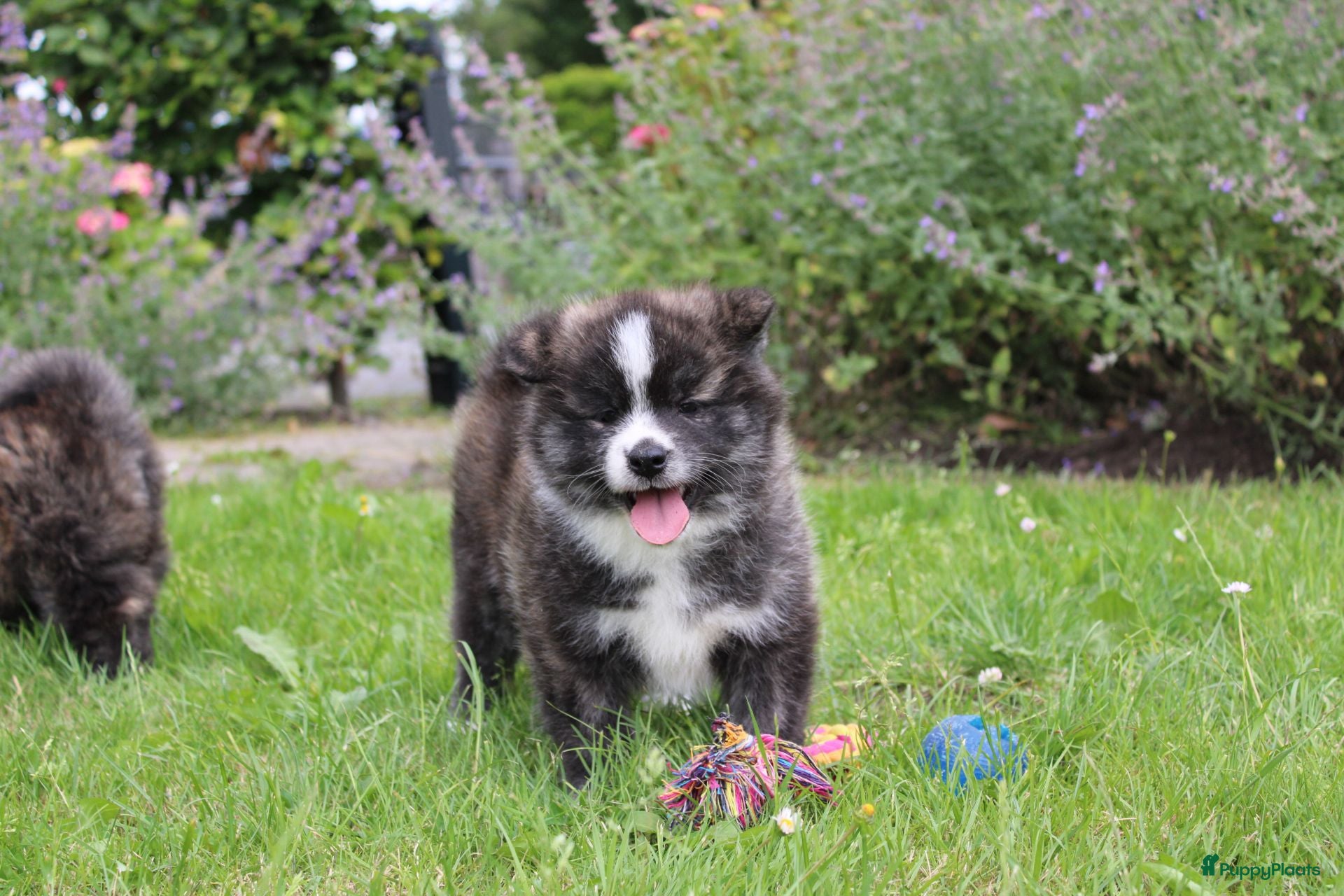Akita honden Zeldzaam mooie Japanse Akita Inu pups - Advertentie 2