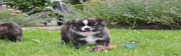 Akita honden te koop: Zeldzaam mooie Japanse Akita Inu pups - Advertentie 2