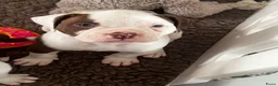 Amerikaanse Bulldog honden te koop: Amerikaanse Bulldog Teefje  - Advertentie 4