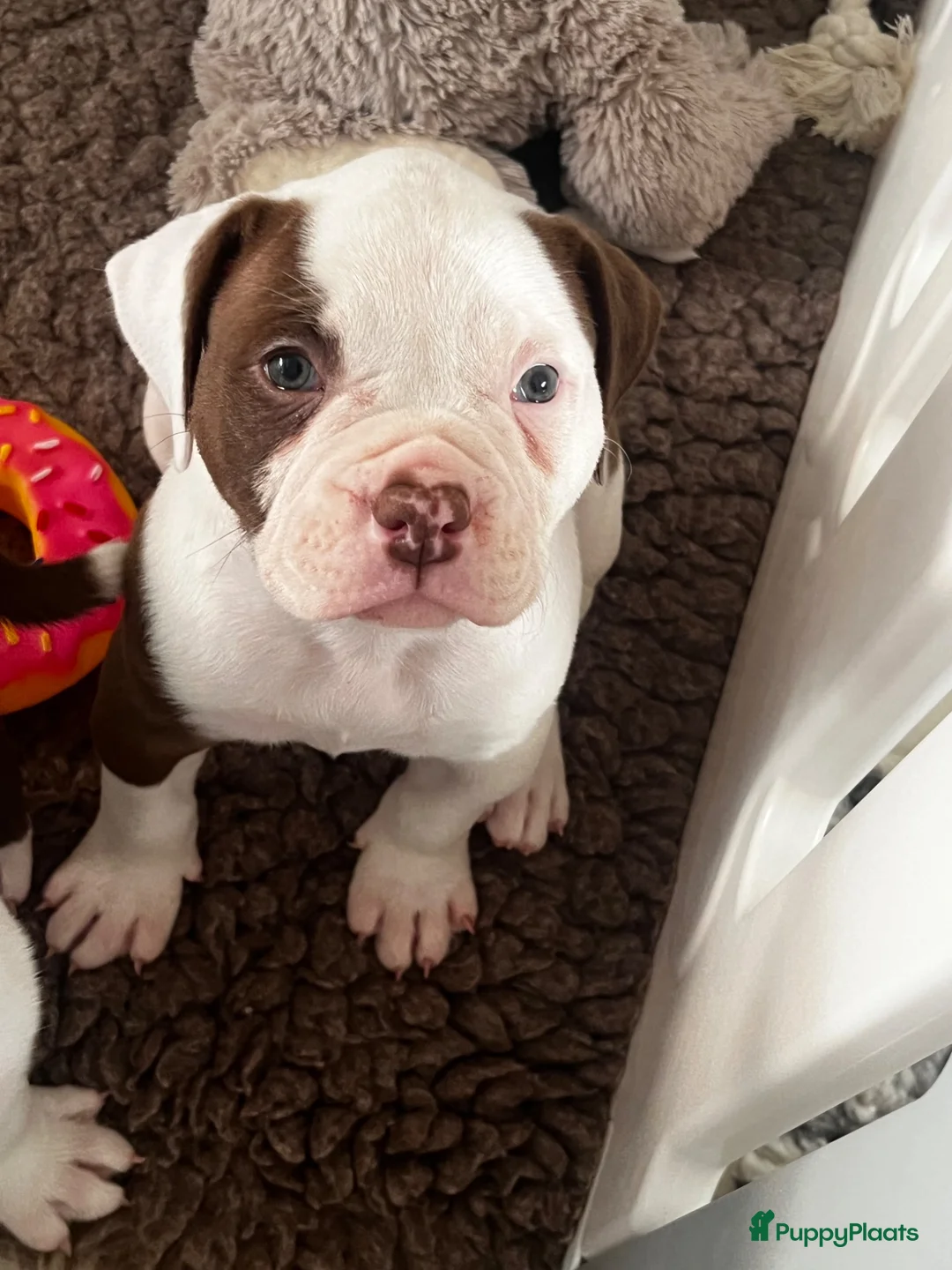 Amerikaanse Bulldog honden te koop: Amerikaanse Bulldog Teefje  - Advertentie 4