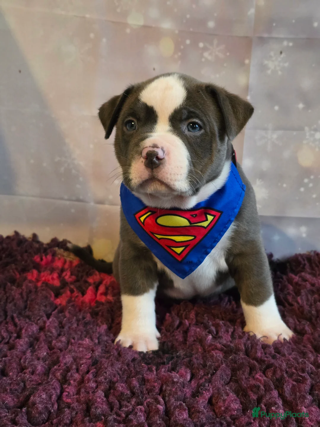 Amerikaanse Bully honden te koop: American Bully XL pups ABKC stamboom - Advertentie 19