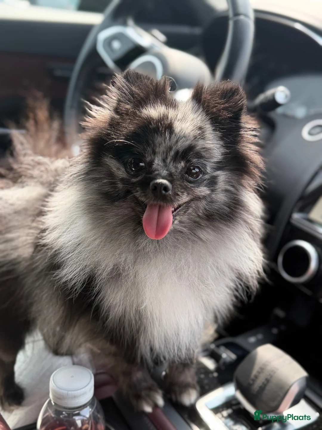 Kruising honden te koop: Prachtige kleine pomapoo - Advertentie 2