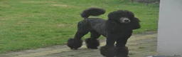 Labradoodle honden te koop: Labradoodle pups - Advertentie 6