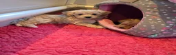 Maltipoo honden te koop: Mooie Lieve Maltipoo Maltezer / toypoedel pup - Advertentie 19