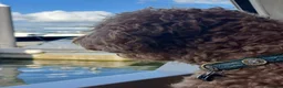 Labradoodle honden ter dekking: KNAPPE HALF AUSTRALIAN LABRADOODLE DEKREU PUK - Advertentie 10