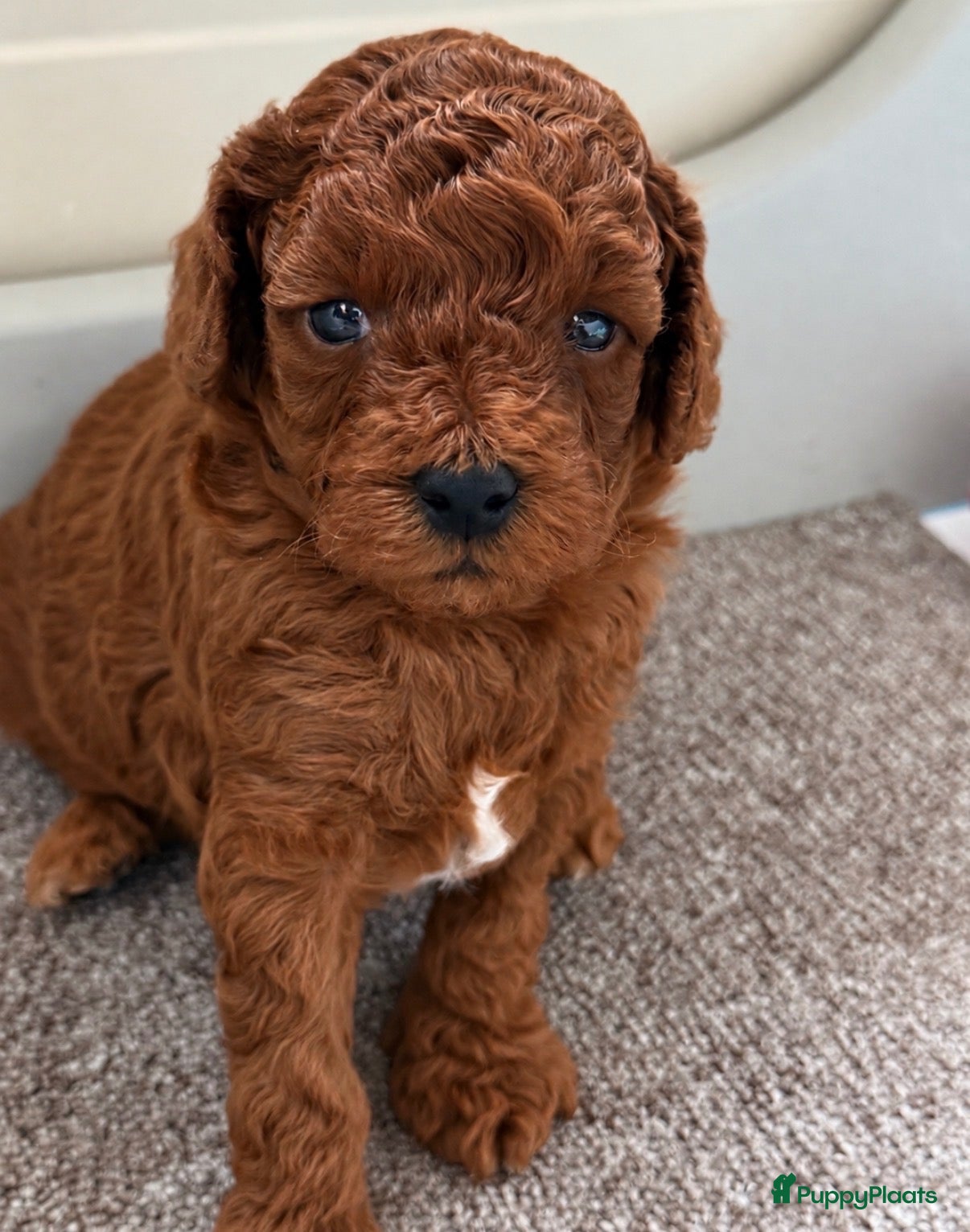 Poedel Toy honden Lieve rode toypoedel pups zoeken een warm thuis - Advertentie 2