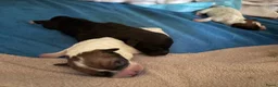 Kruising honden te koop: Cattle-Jack pups te koop - Advertentie 6