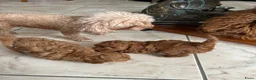 Poedel Toy honden te koop: Toy poedel puppy’s zoeken een gouden mandje  - Advertentie 5
