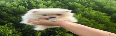 Pomeriaan 4
