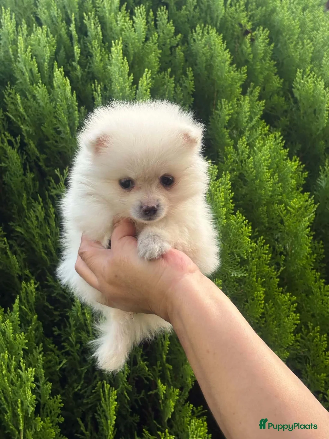 Pomeriaan honden te koop: Pomeriaan puppy - Advertentie 2