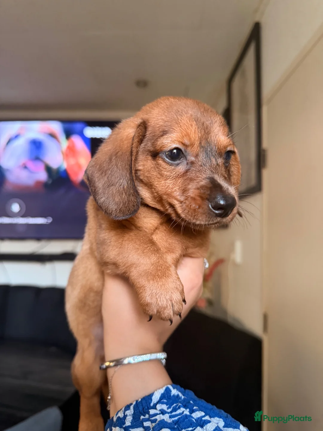 Teckel (korthaar)  honden te koop: Teckel pup - Advertentie 3