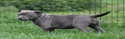 American Staffordshire Terriër honden te koop: Amerikaanse Stafford pup - Advertentie 5