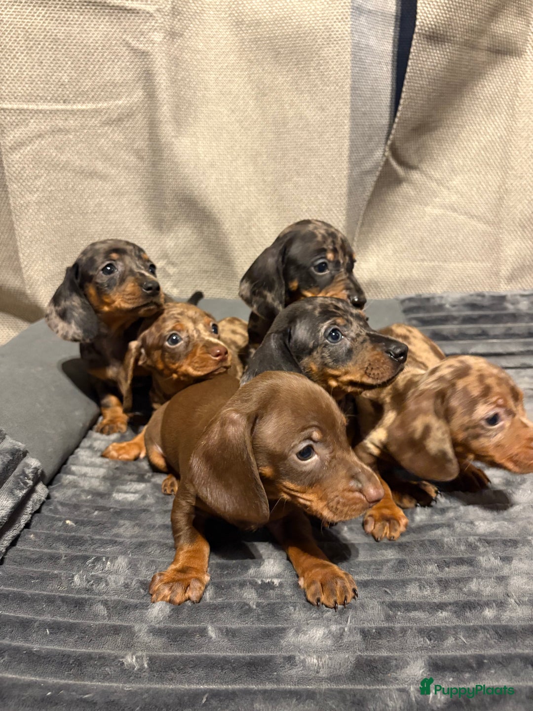 Teckel (korthaar)  honden te koop: Teckel pups opzoek naar gouden mandje. - Advertentie 1