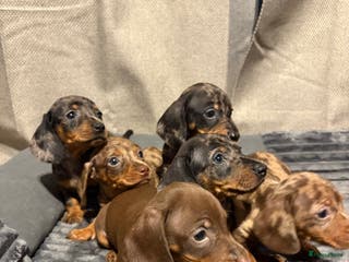 Teckel (korthaar) honden Teckel pups opzoek naar gouden mandje. - Advertentie 2