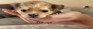 Pomeriaan Puppy 1