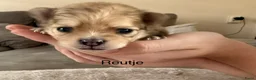 Pomeriaan honden te koop: Pomeriaan pups - Advertentie 8