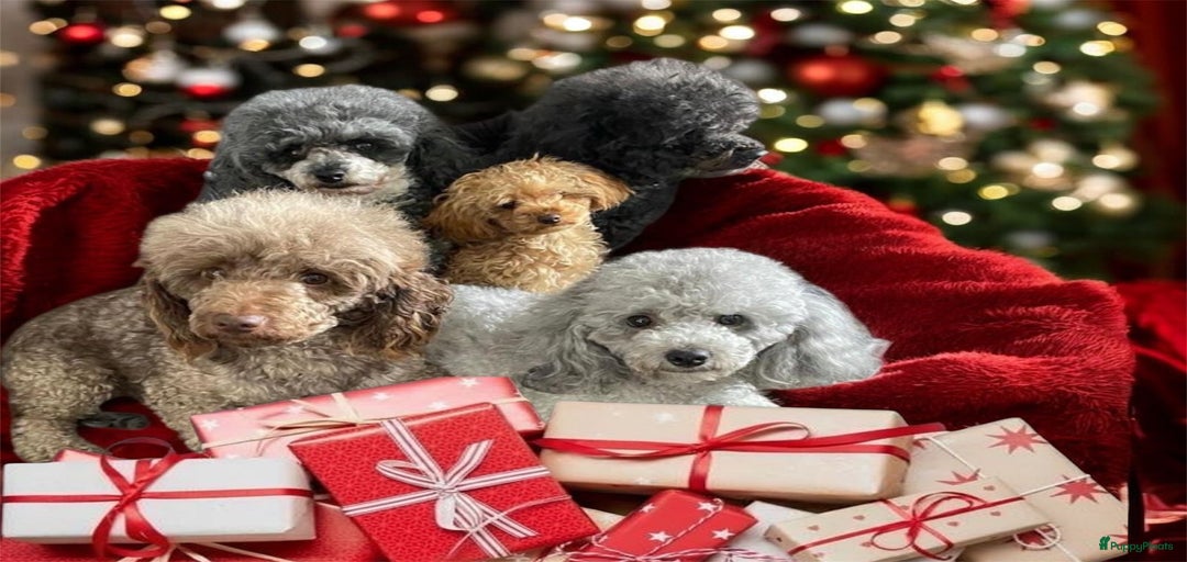 Galerij afbeelding {{count}}