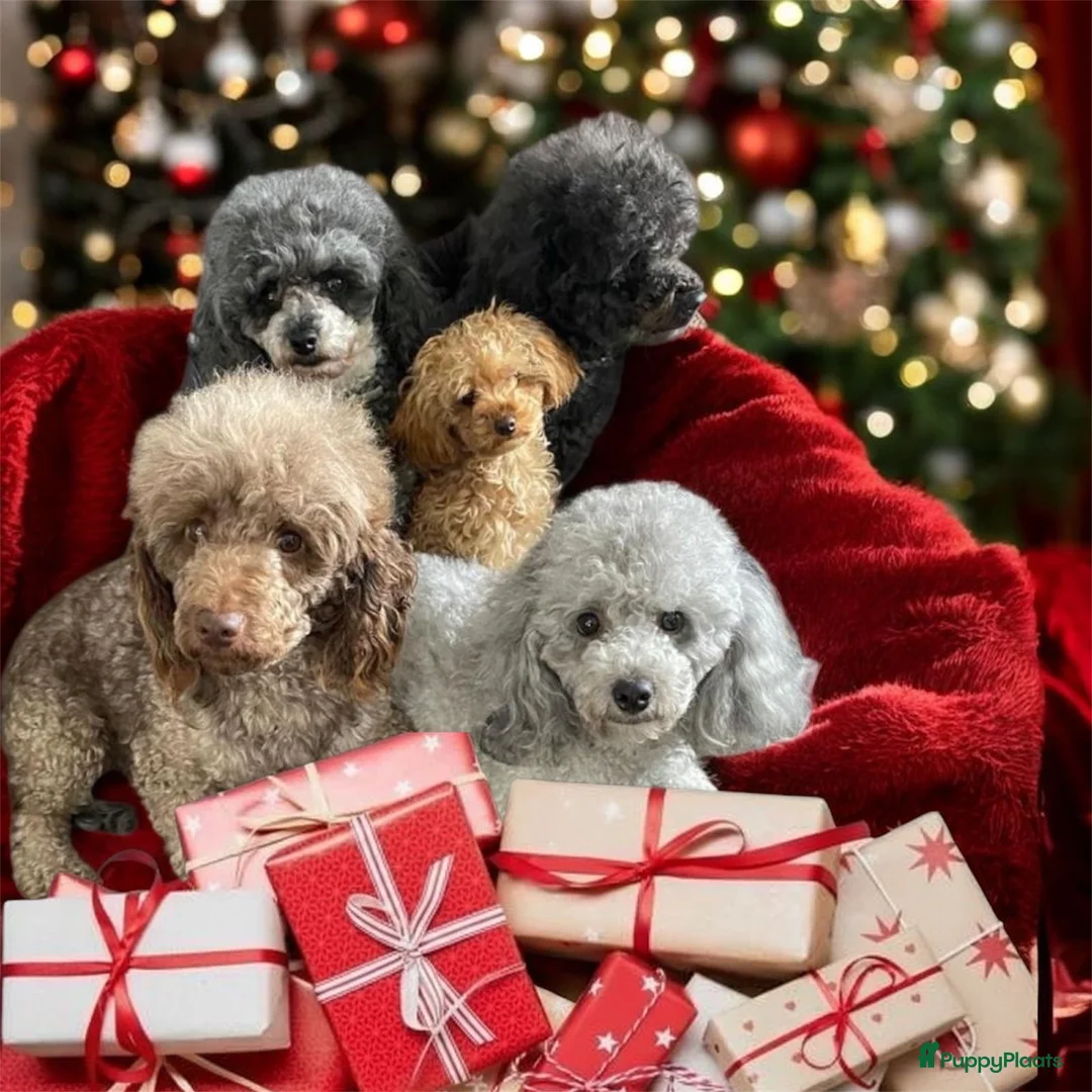 Galerij afbeelding {{count}}