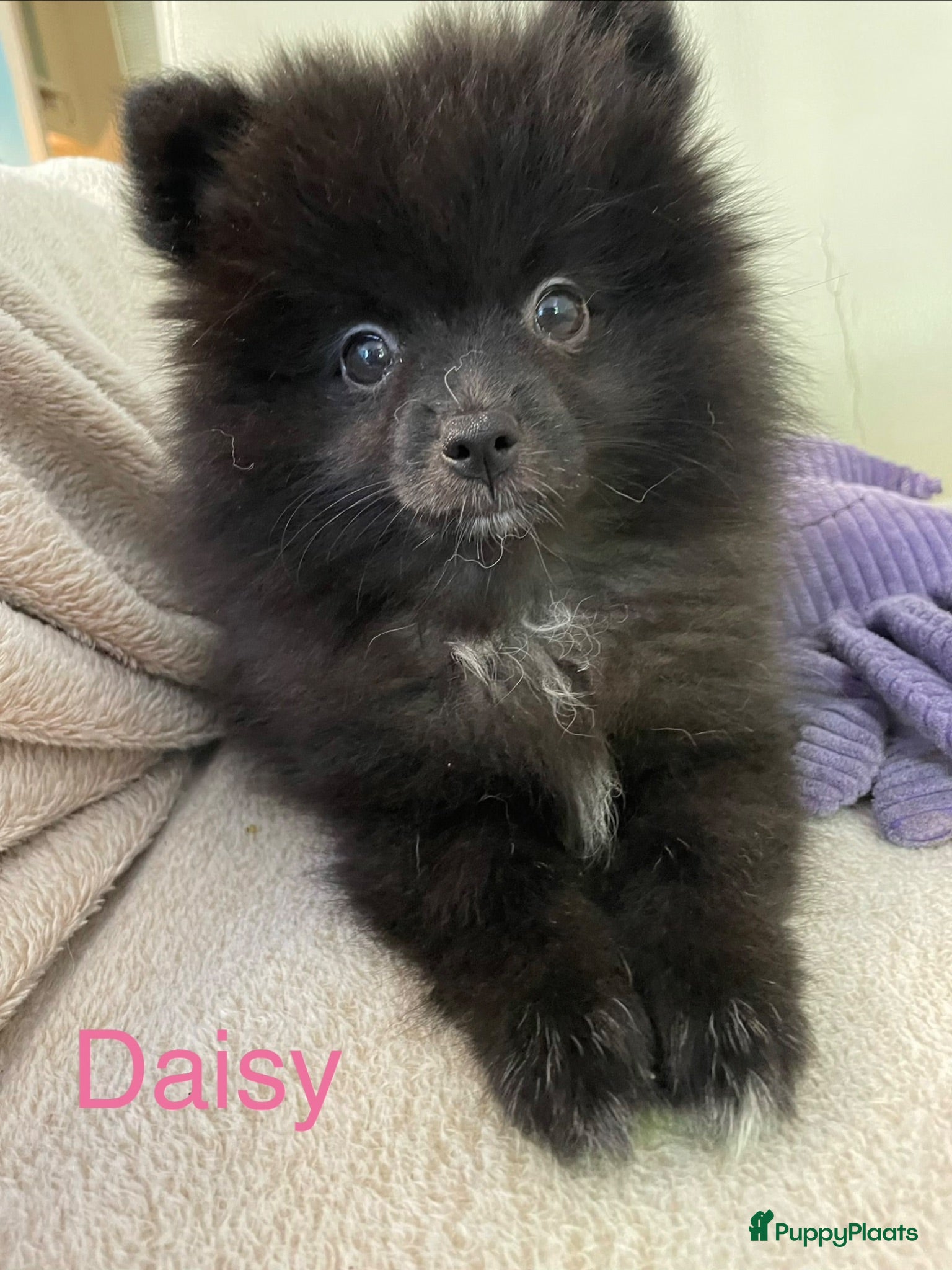 Pomeriaan honden 3 Prachtige Pomeriaan/dwergkees pups.🩷💙💙 - Advertentie 1