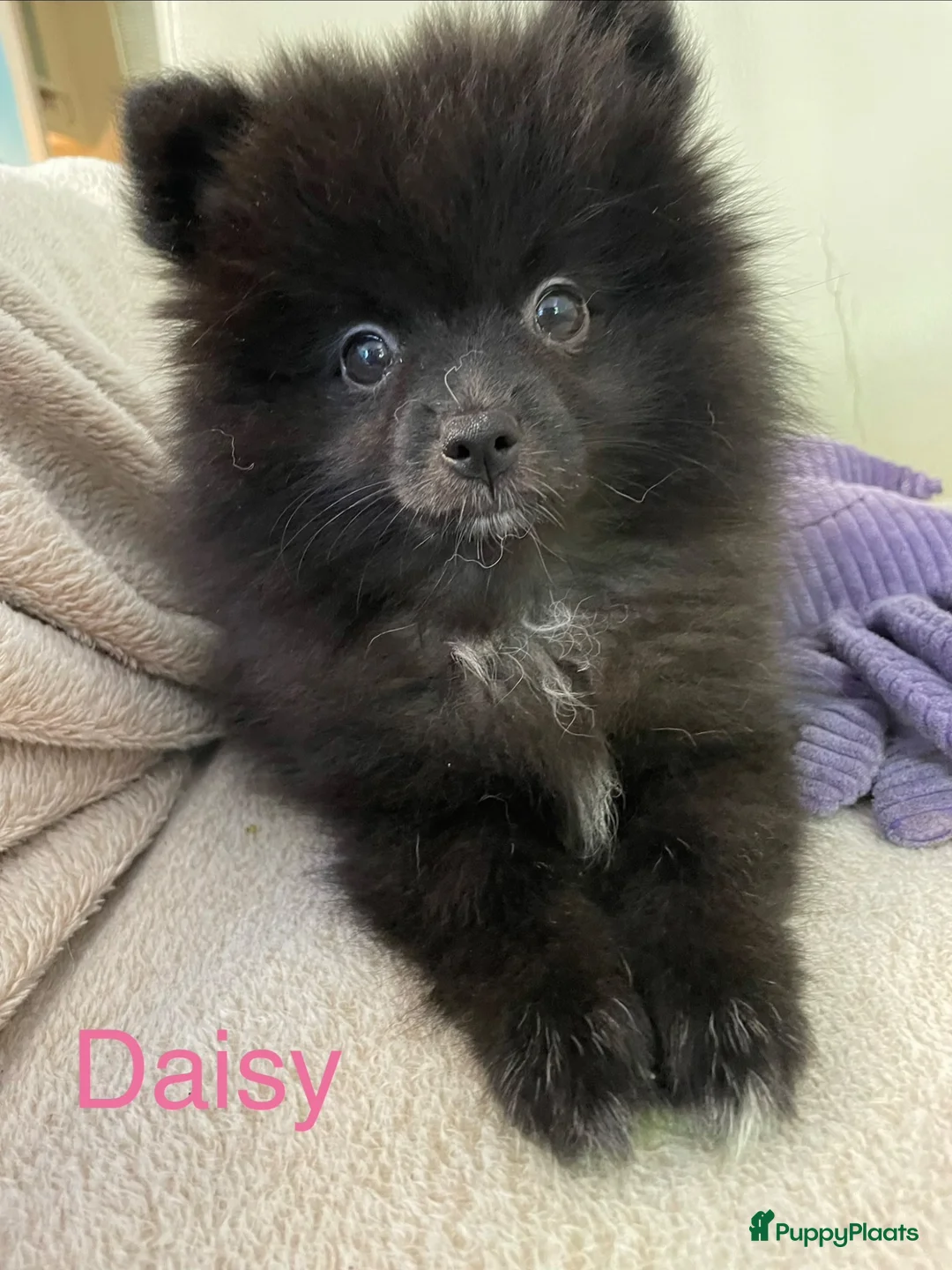 Pomeriaan honden te koop: 3 Prachtige Pomeriaan/dwergkees pups.🩷💙💙 - Advertentie 1